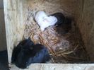 Angora Englez 19 zile