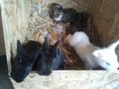 Angora Englez 19 zile