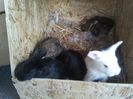 Angora Englez 19 zile