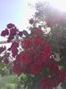 IMG_20140606_090451