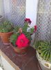 IMG_20140606_090732