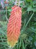 Kniphofia uvaria