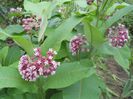 asclepias syriaca