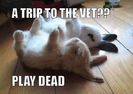 Funny-Bunnies-playing-dead