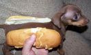 Hotdog-Funny-Animals-Photo1