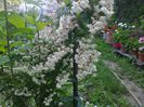 deutzia
