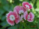 DSC04271