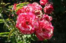 la tara 09.06.2014 156