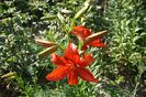 la tara 09.06.2014 176
