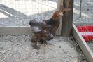 la tara 09.06.2014 085