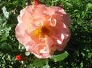 DSC01181