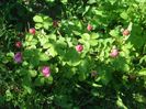 DSC01194