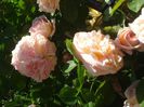 DSC01195