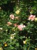 DSC01204