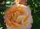 DSC01212