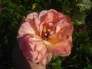 DSC01056