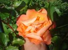 DSC01118
