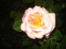 DSC00458