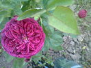 Falstaff
