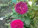 multumesc floralia ! !