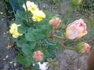 fresia si abraham darby multumesc floralia !!!