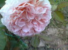 Abraham darby multumesc Floralia!!!!