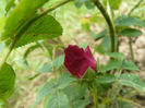 Rose de Lancaster