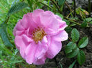 Rose de Lancaster