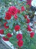 DSC01236