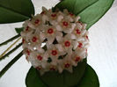 a inflorit hoya