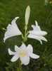 Madonna Lily (2014, June 09)