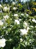 DSCN0254