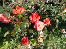 DSCN0282
