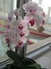 Orhidee 02