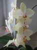 Orhidee 04