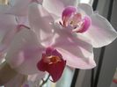 Orhidee 06