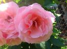 Queen Elisabeth