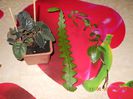 epi cryptocereus