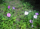 DSCF0417