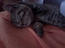 British shorthair MINI
