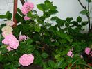 DSCN7682