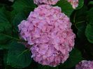 DSCN7775