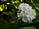 DSCN7798