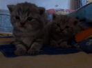 British shorthair 3 sapt