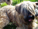 Briard Brava