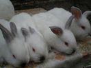 4 saptamani