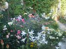 poza flori 433