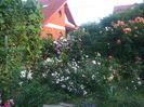 poza flori 436