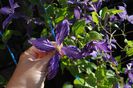 clematis Tie Dye