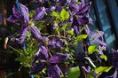 clematis Tie Dye